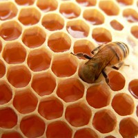طرح توجیهی فنی ، اقتصادی پرورش و نگهداری زنبور عسل