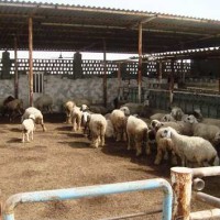 طرح توجیهی دامپروری ۱۰۰ راسی گوسفند